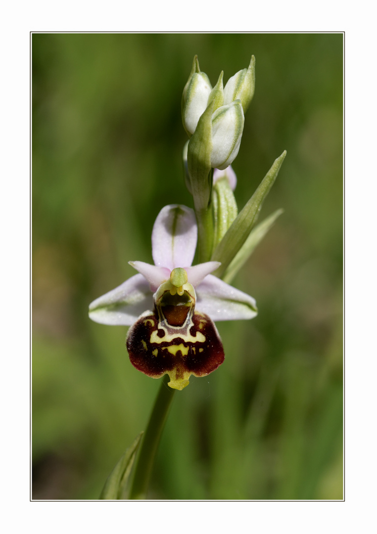 Hummel-Ragwurz (Ophrys holoserica)