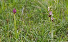 Hummel-Ragwurz (Ophrys holoserica) 87