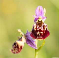 Hummel-Ragwurz (Ophrys holoserica) ..