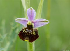 Hummel-Ragwurz (Ophrys holoserica)