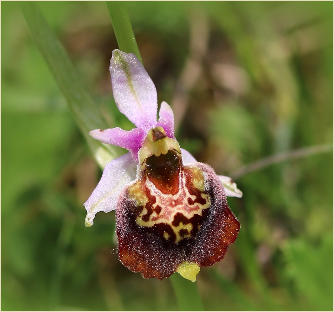 Hummel-Ragwurz (Ophrys holoserica).