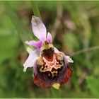 Hummel-Ragwurz (Ophrys holoserica).