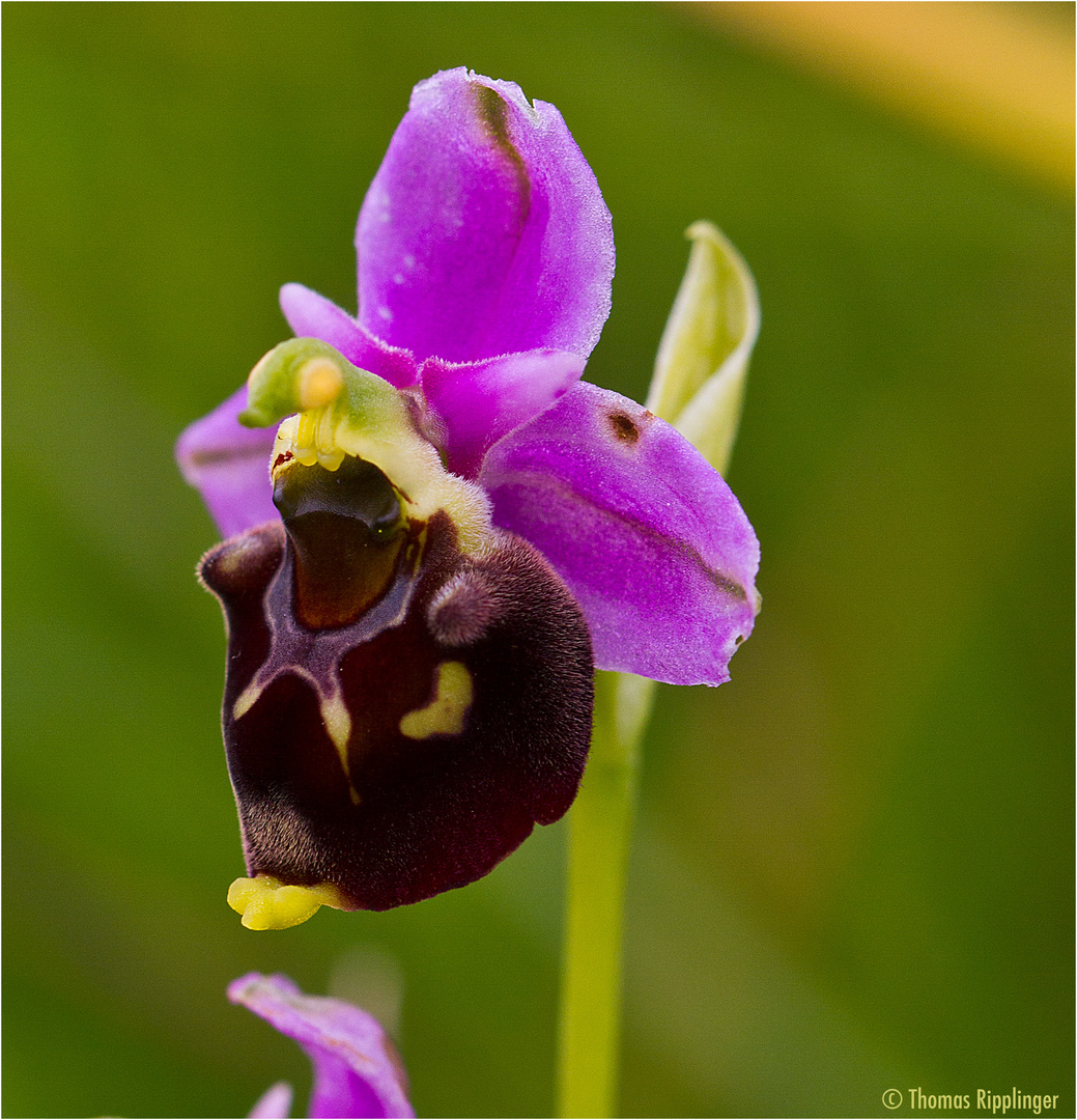 Hummel-Ragwurz (Ophrys holoserica) ... . .