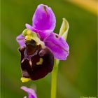 Hummel-Ragwurz (Ophrys holoserica) ... . .