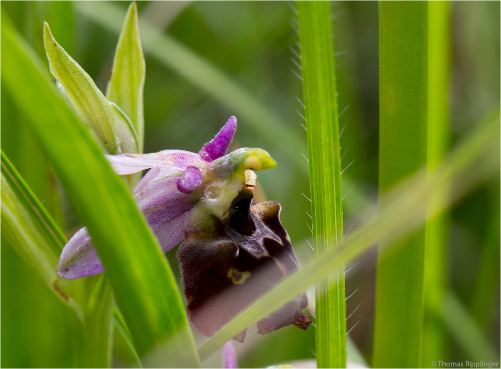 Hummel-Ragwurz (Ophrys holoserica) . . .