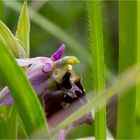 Hummel-Ragwurz (Ophrys holoserica) . . .