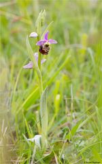 Hummel-Ragwurz (Ophrys holoserica) 91