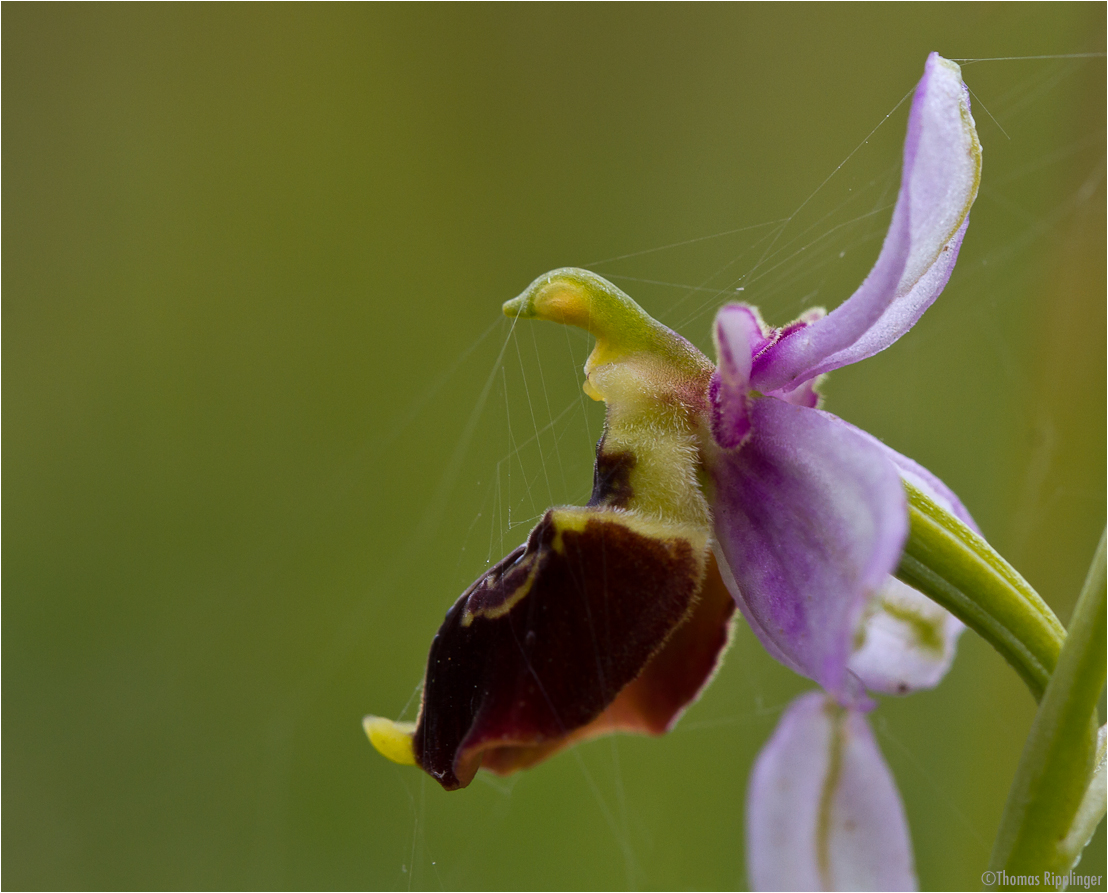 Hummel-Ragwurz (Ophrys holoserica)