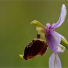 Hummel-Ragwurz (Ophrys holoserica)