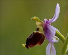 Hummel-Ragwurz (Ophrys holoserica)