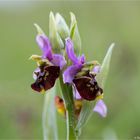 Hummel-Ragwurz (Ophrys holoserica) 9769