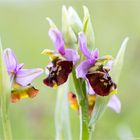 Hummel-Ragwurz (Ophrys holoserica) 9771