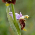 Hummel-Ragwurz (Ophrys holoserica) 9861