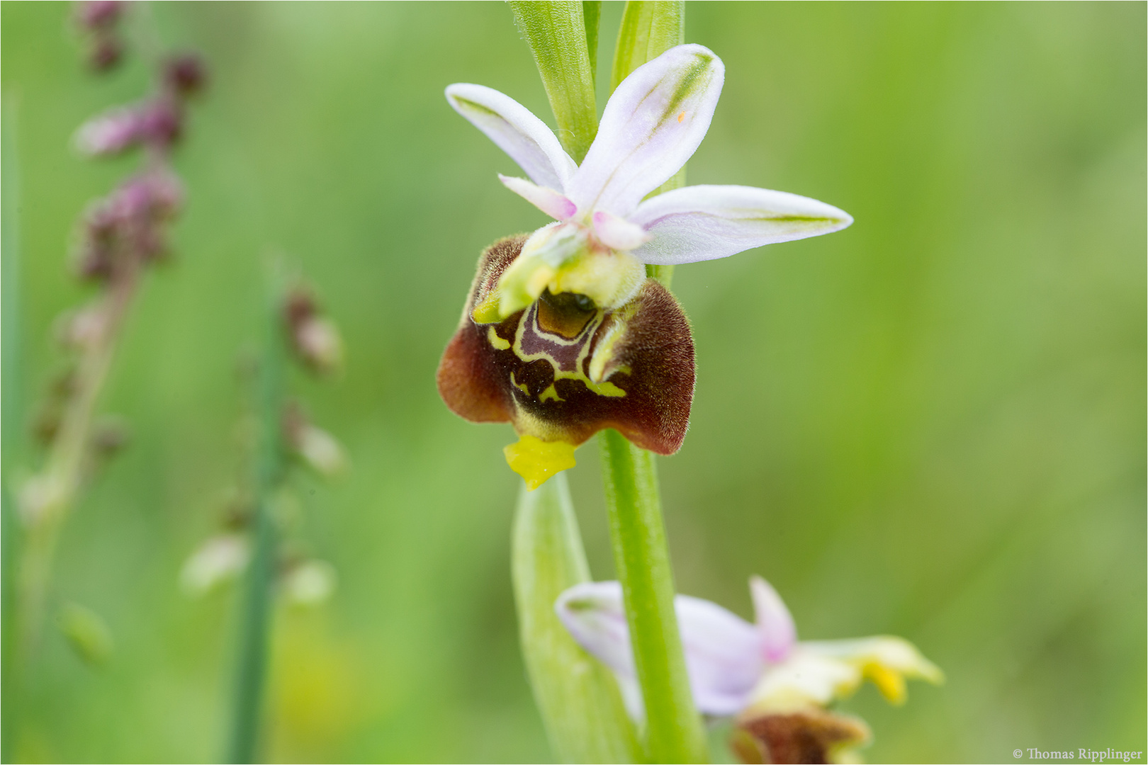 Hummel-Ragwurz (Ophrys holoserica) 9862