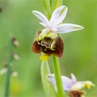 Hummel-Ragwurz (Ophrys holoserica) 9862