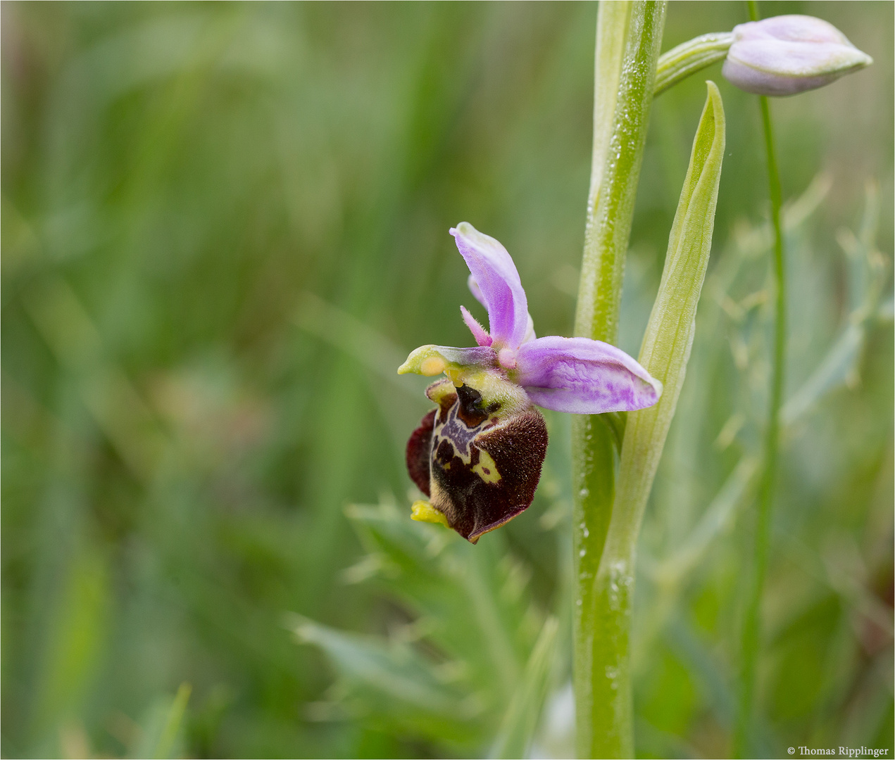 Hummel-Ragwurz (Ophrys holoserica) 9869