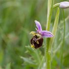 Hummel-Ragwurz (Ophrys holoserica) 9869