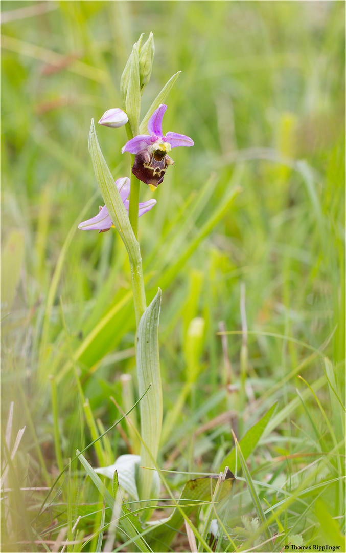 Hummel-Ragwurz (Ophrys holoserica) 9891