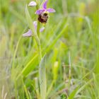 Hummel-Ragwurz (Ophrys holoserica) 9891