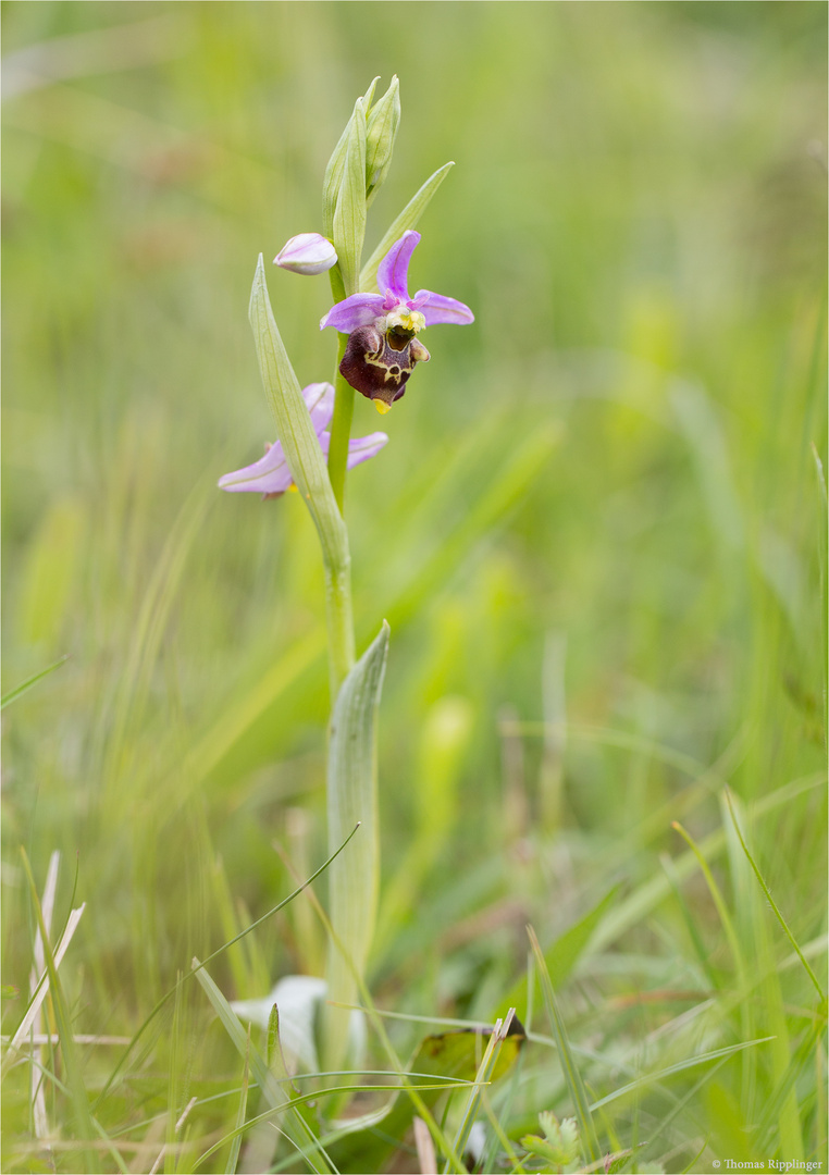 Hummel-Ragwurz (Ophrys holoserica) 9897