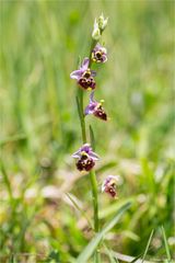 Hummel-Ragwurz (Ophrys holoserica) .........