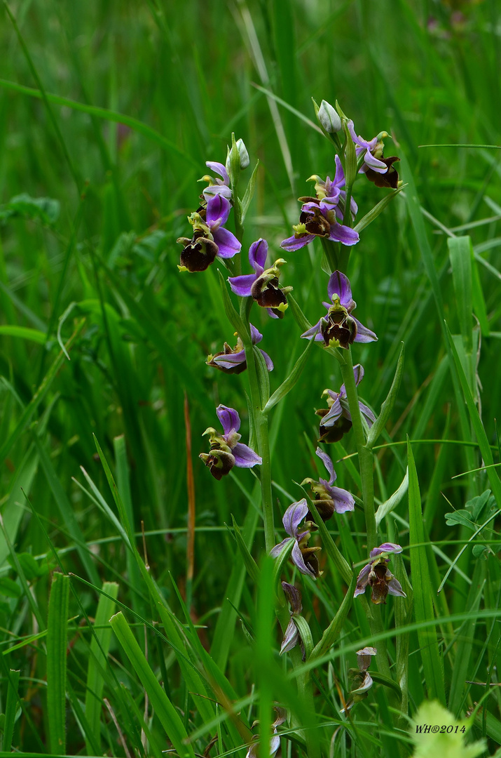 Hummel-Ragwurz (Ophrys holoserica)