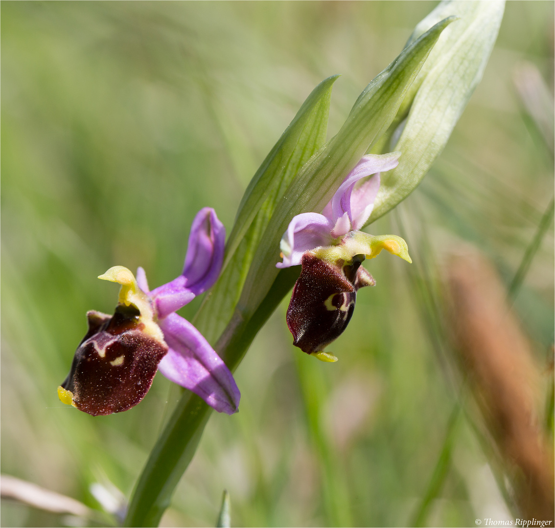 Hummel-Ragwurz (Ophrys holoserica) .