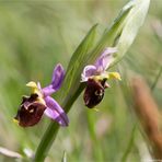 Hummel-Ragwurz (Ophrys holoserica) .