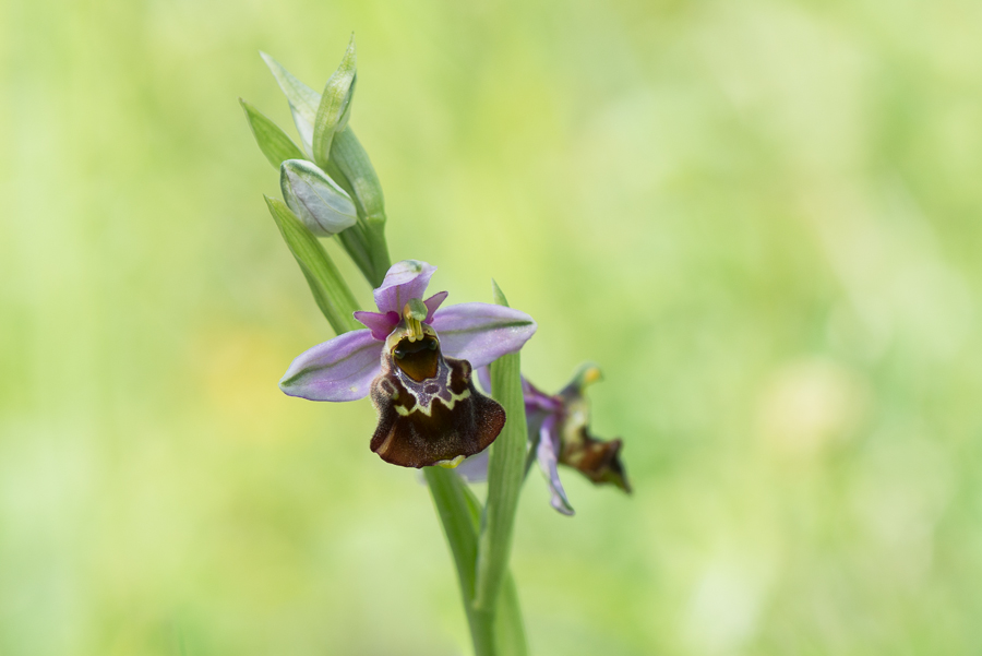 Hummel-Ragwurz (Ophrys holoserica)