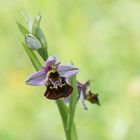 Hummel-Ragwurz (Ophrys holoserica)