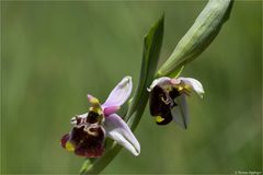 Hummel-Ragwurz (Ophrys holoserica) .....