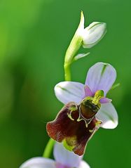 Hummel-Ragwurz (Ophrys holoserica)