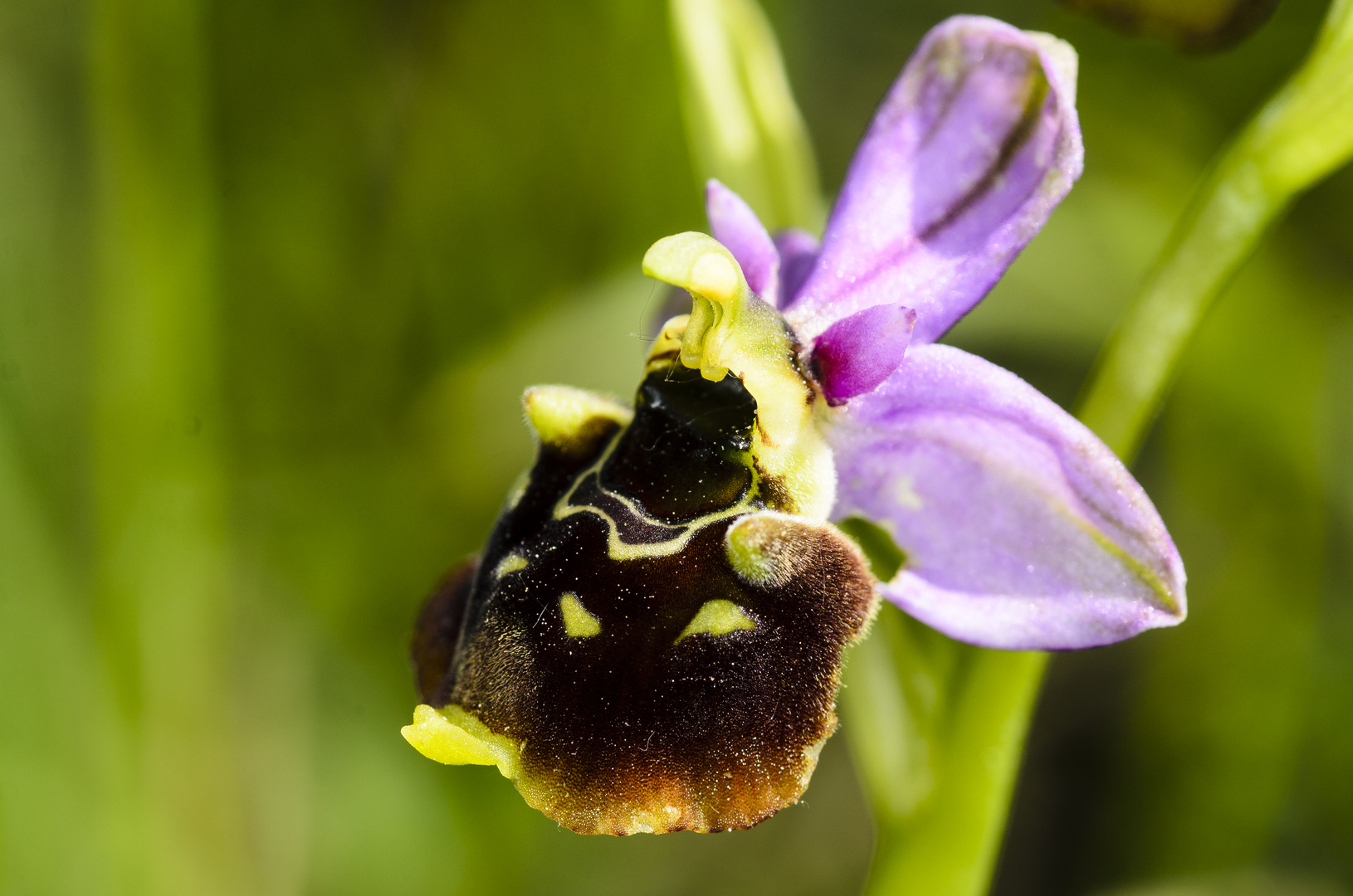 Hummel-Ragwurz (Ophrys holoserica)