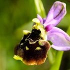 Hummel-Ragwurz (Ophrys holoserica)