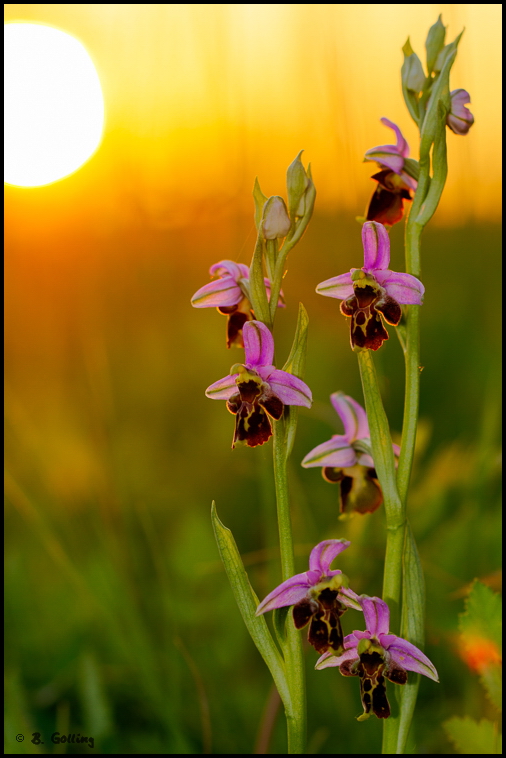 Hummel-Ragwurz   (Ophrys holoserica)