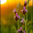 Hummel-Ragwurz   (Ophrys holoserica)