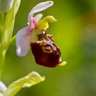 Hummel-Ragwurz (Ophrys holoserica).....