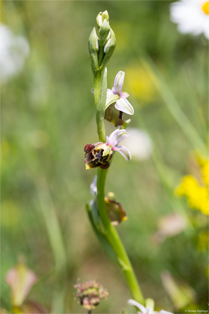 Hummel-Ragwurz (Ophrys holoserica) .....