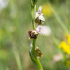 Hummel-Ragwurz (Ophrys holoserica) .....