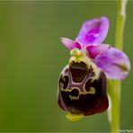 Hummel-Ragwurz (Ophrys holoserica).