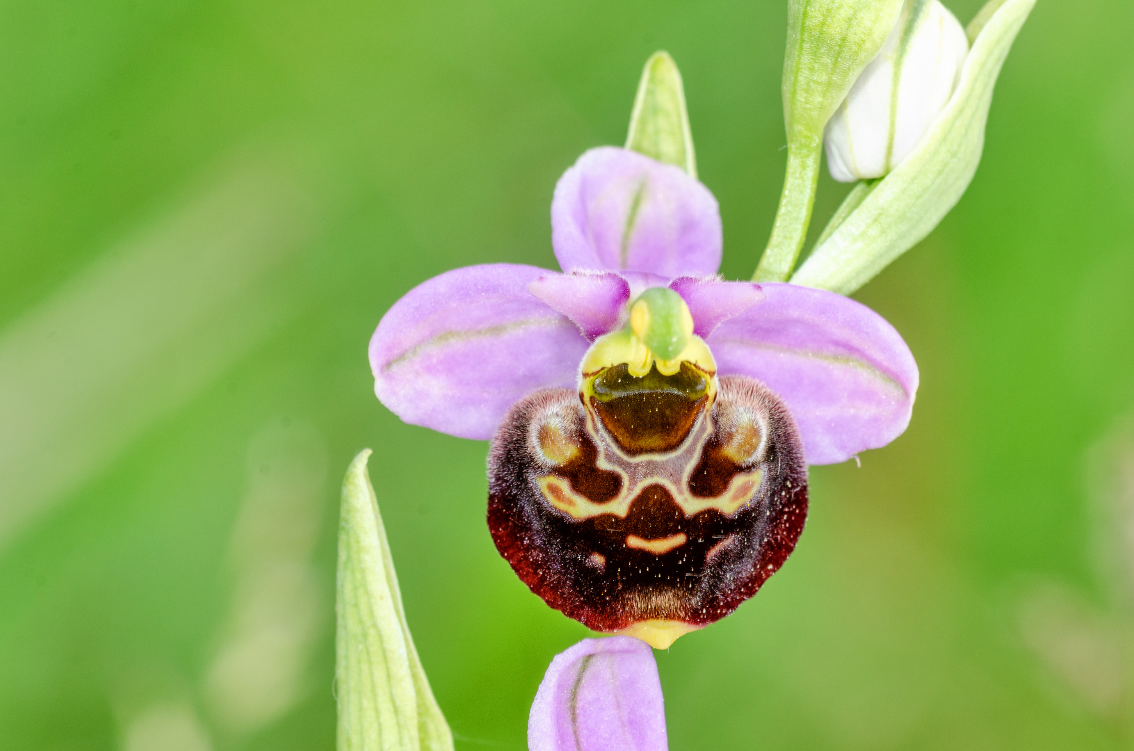 Hummel-Ragwurz (Ophrys holoserica)