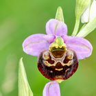 Hummel-Ragwurz (Ophrys holoserica)