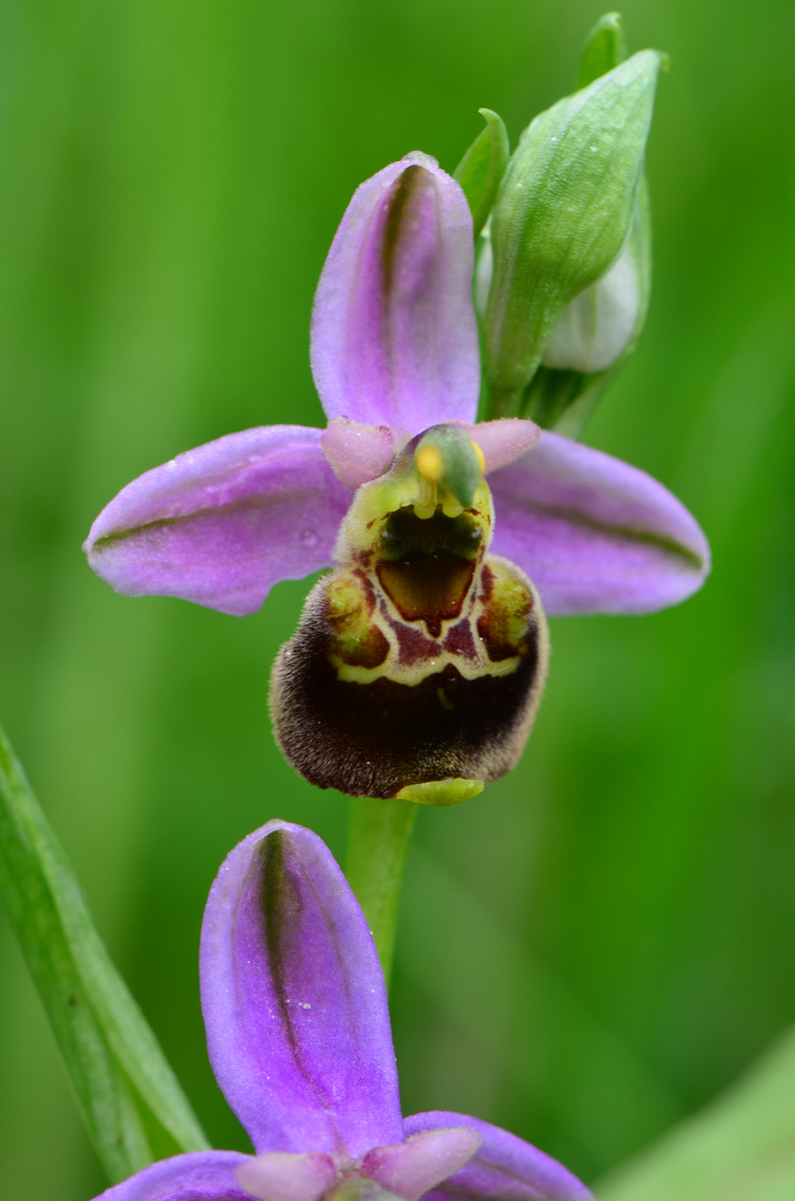 Hummel-Ragwurz (Ophrys holoserica)