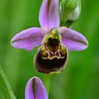 Hummel-Ragwurz (Ophrys holoserica)