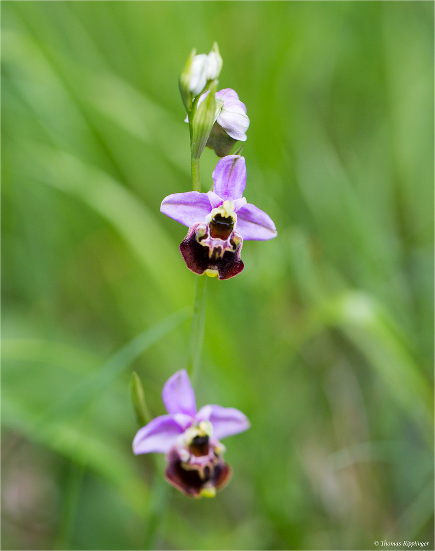 Hummel-Ragwurz (Ophrys holoserica)