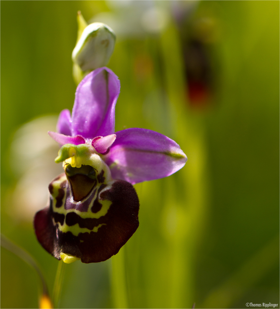 Hummel-Ragwurz (Ophrys holoserica)