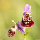 Hummel-Ragwurz (Ophrys holoserica) .