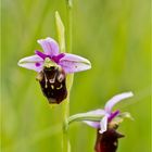 Hummel-Ragwurz (Ophrys holoserica) . ..