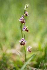 Hummel-Ragwurz (Ophrys holoserica).