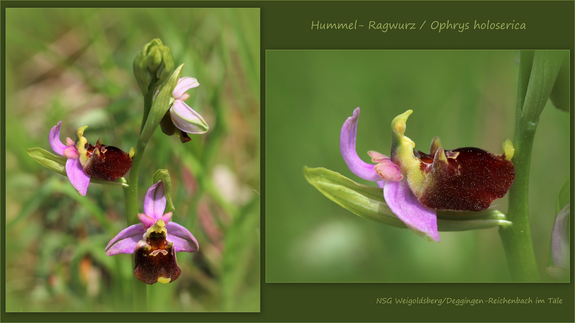 Hummel-Ragwurz (Ophrys holoserica).